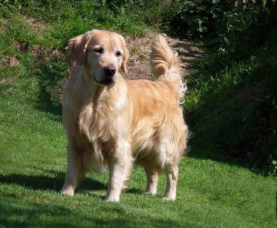 TR. CH. Ifig Du Fort De Bertheaume