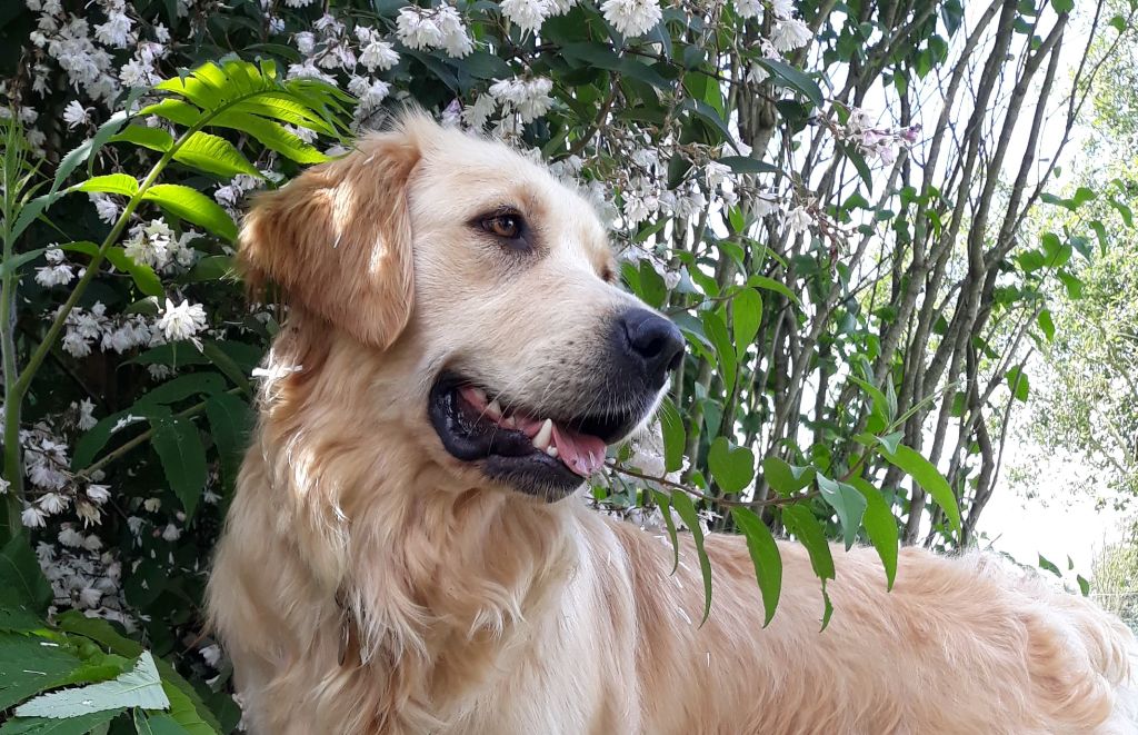 Maya chaahk Du Fort De Bertheaume