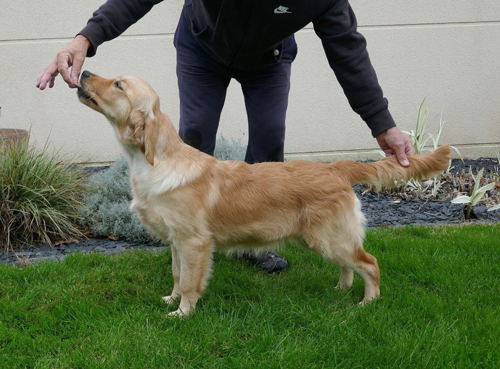 Amélig  Du Fort De Bertheaume