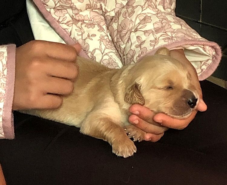 Du Fort De Bertheaume - Chiots disponibles - Golden Retriever