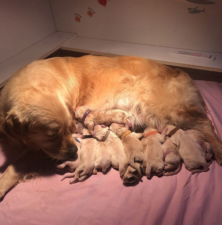 Chiot Golden Retriever Du Fort De Bertheaume