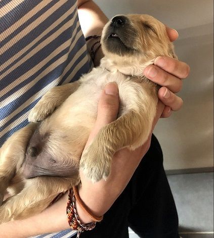 Du Fort De Bertheaume - Chiots disponibles - Golden Retriever