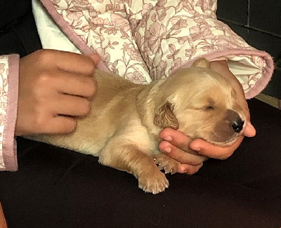 CHIOT