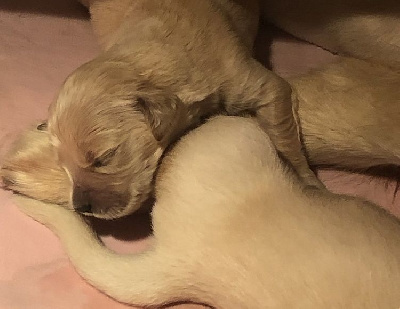 CHIOT